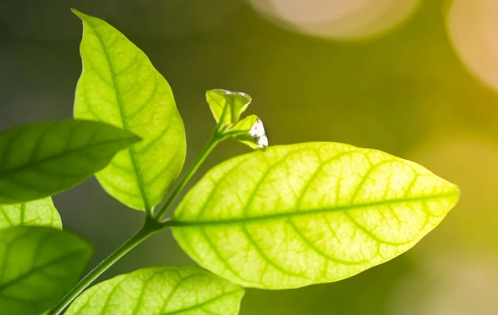 environment